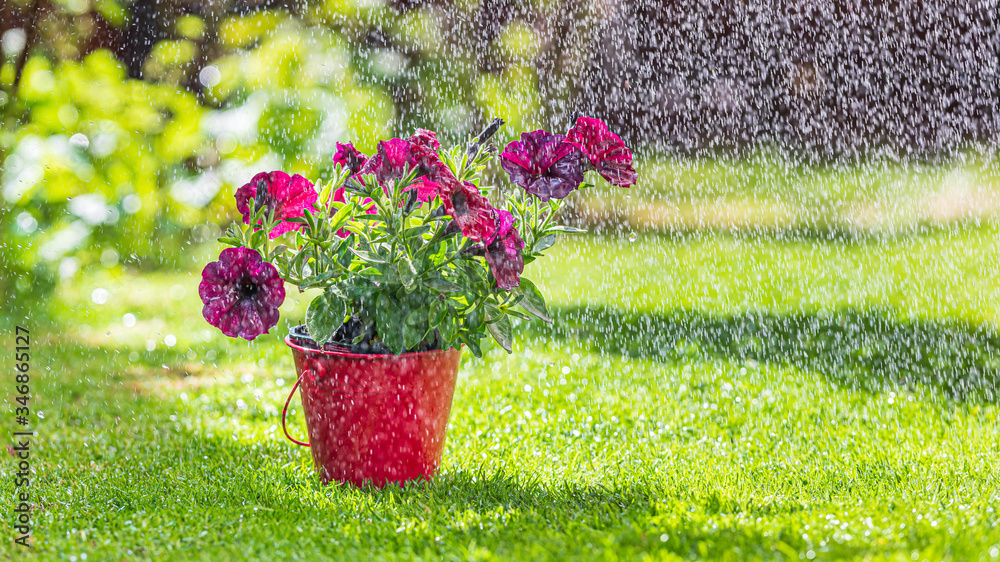 Fototapeta premium Wiosenne purpurowe kwiaty w wiaderku na trawniku. W tle krople wody i słońce