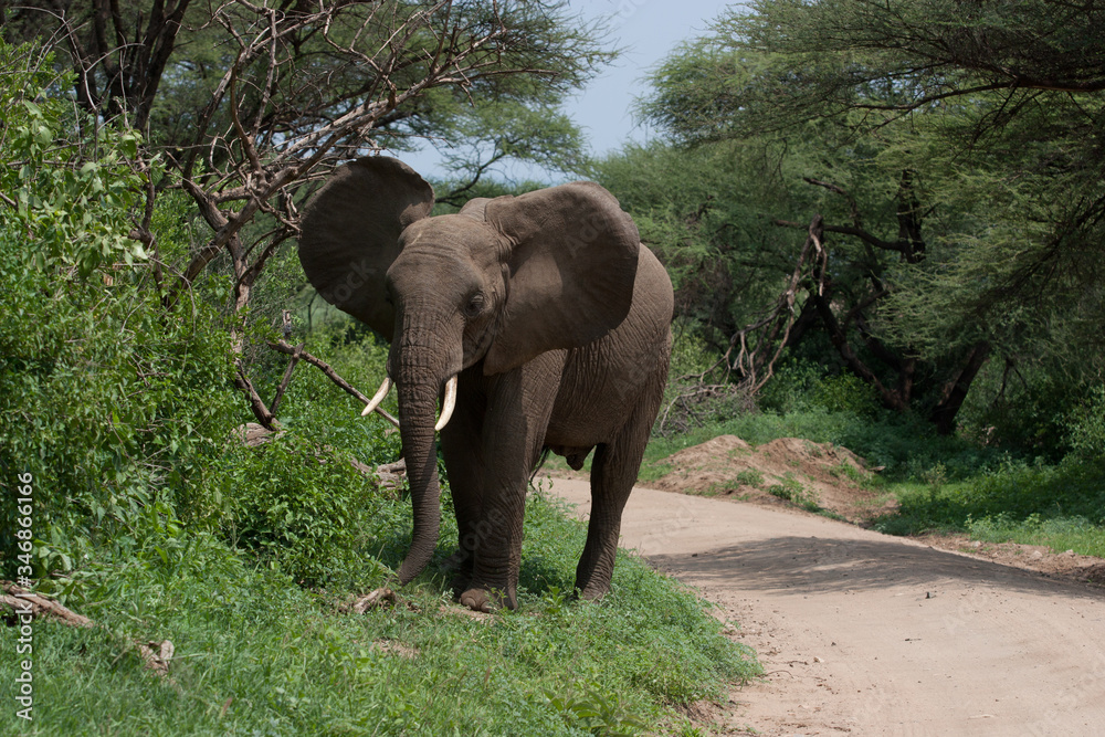 Wild African elephants grazing in green lush forest wet season in Africa