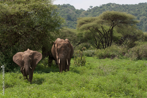 Wild African elephants grazing in green lush forest wet season in Africa