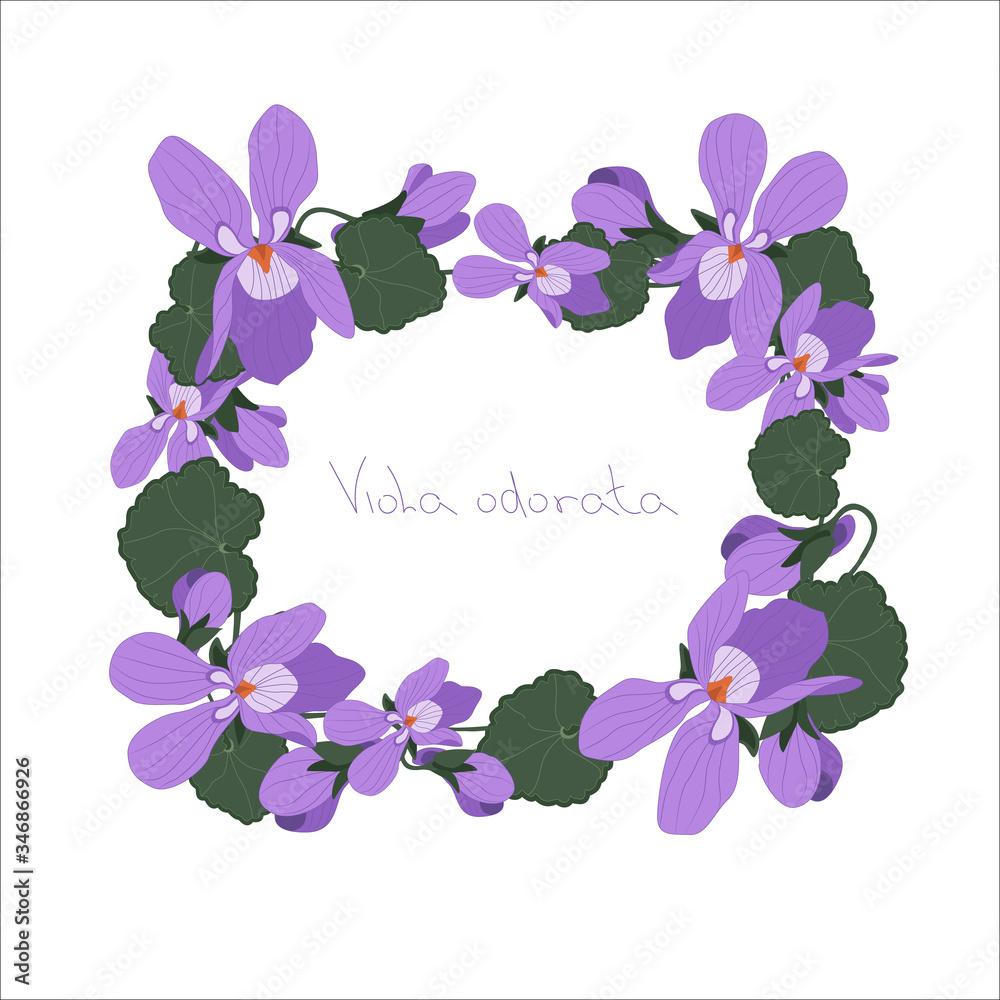 Frame of violets on a white background. Greeting card. Wedding invitation. Frame for text. Mothers Day