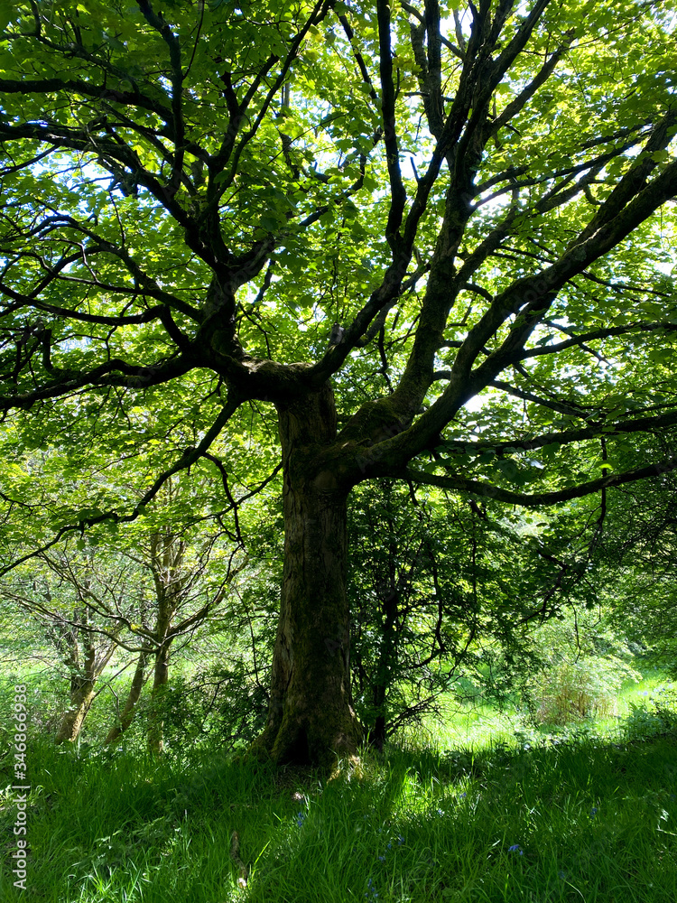 Naklejka premium trees in the forest