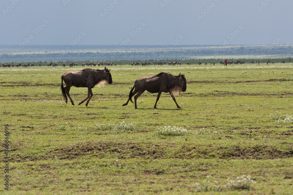 great migration of grazing wildebeests  on the boarder of Kenya and Tanzania savanna Serengeti and Masai mara 