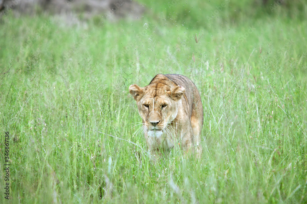 Naklejka premium lioness hunting east Africa Serengeti national park