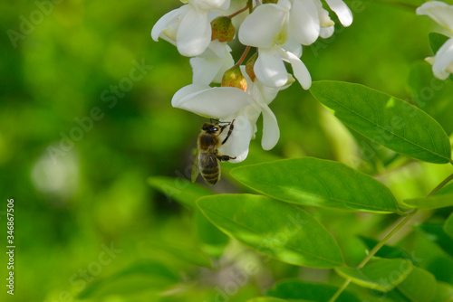 Une abeille butine une fleur blanche de Robinier faux-acacia