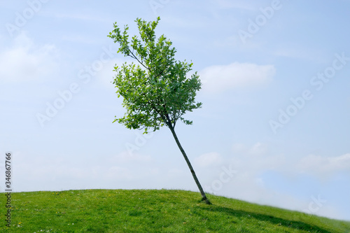 Papier peint A single isolated young tree leaning at an angle, with a blue sky in the backgro