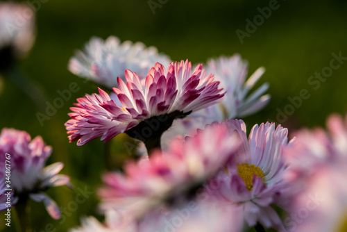 Pink and white daisies at spring