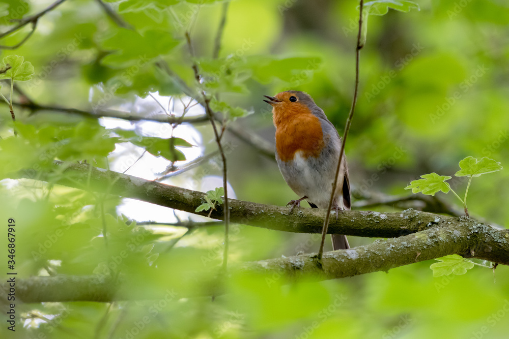 Robin singing in a tree on a spring day Robin singing in a tree on a spring day