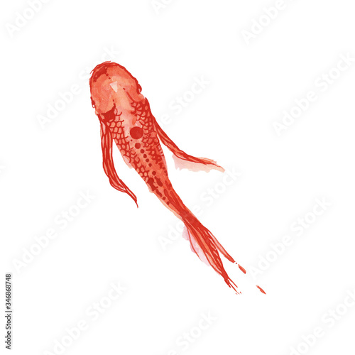 gold fish - poissons rouges - carpes koi
