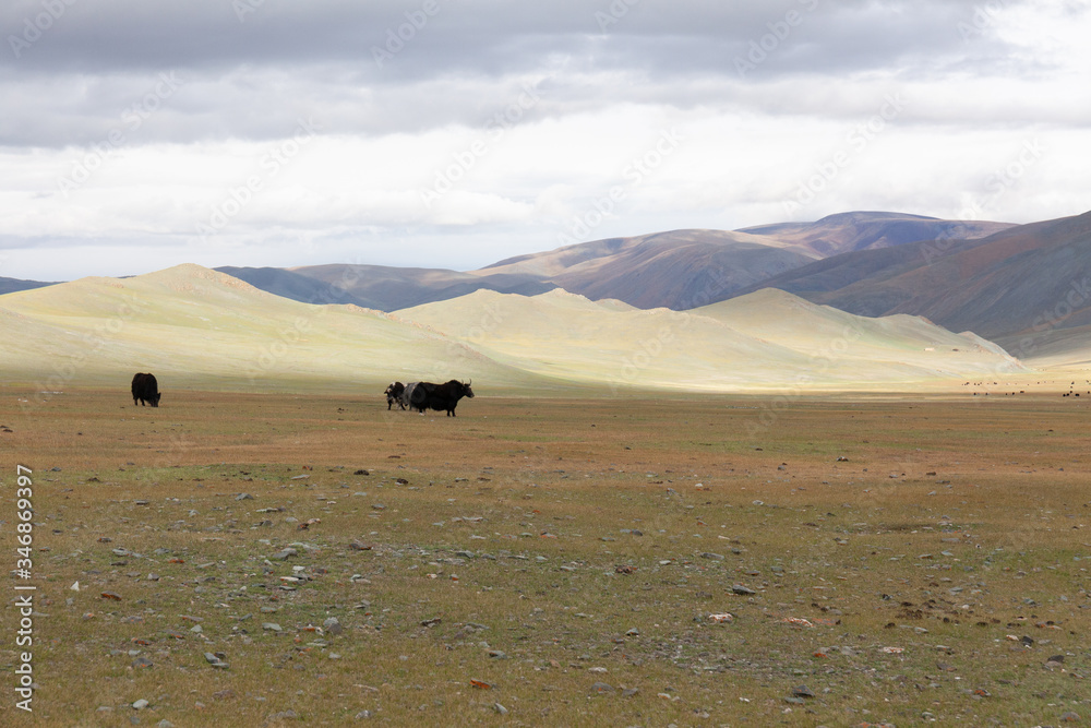 Obraz premium Yaks grazes in the steppes of Mountain Mongolia Altai
