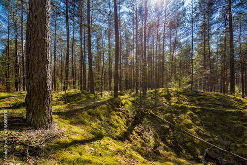 Fototapeta Naklejka Na Ścianę i Meble -  Forest trees on green moss among the pits of post-war trenches in Warmia and Mazury in Poland