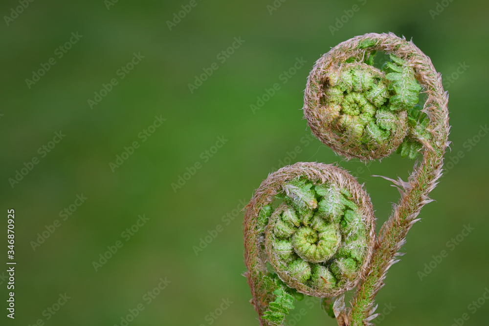 Close-up of young sprouts of wild fern, still spiraled up, in spring against green background with space for text Close-up of young sprouts of wild fern, still spiraled up, in spring against green background with space for text