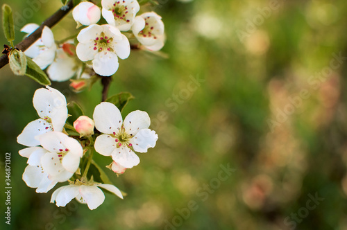 Blooming apple branch at spring garden against unfocused green grass background