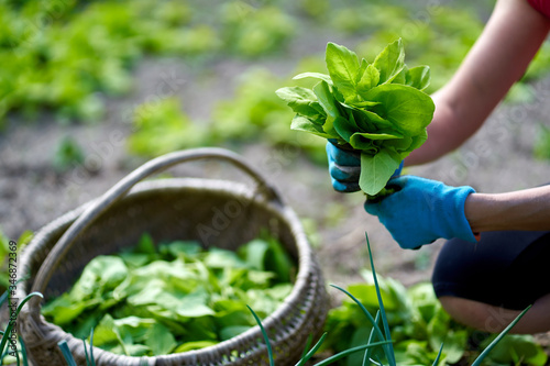 Woman's hands picking orache photo