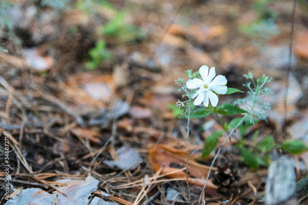 White flower on blurred forest background. Spring in woodland, soft selective focus. White flower on blurred forest background. Spring in woodland, soft selective focus.