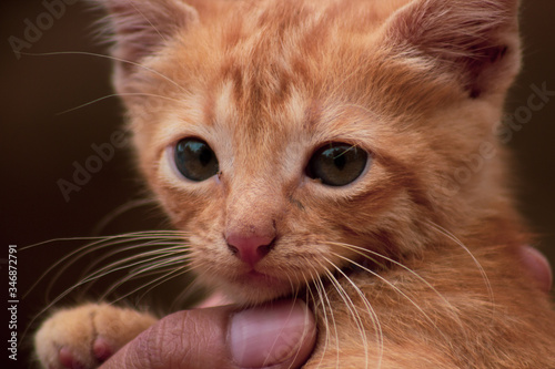 Adorável filhote de gato. Adorable stressed kitten