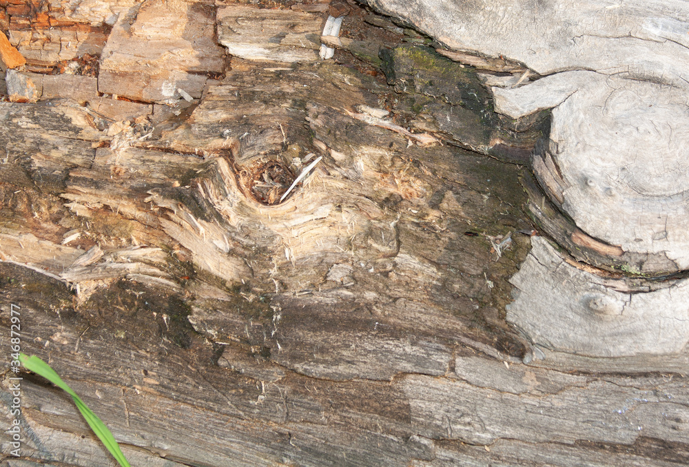 Fototapeta premium tree bark texture