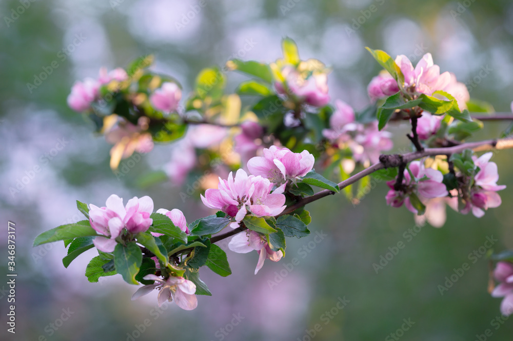 Pink flower of a blossoming apple tree in the evening. Pink flower of a blossoming apple tree in the evening.