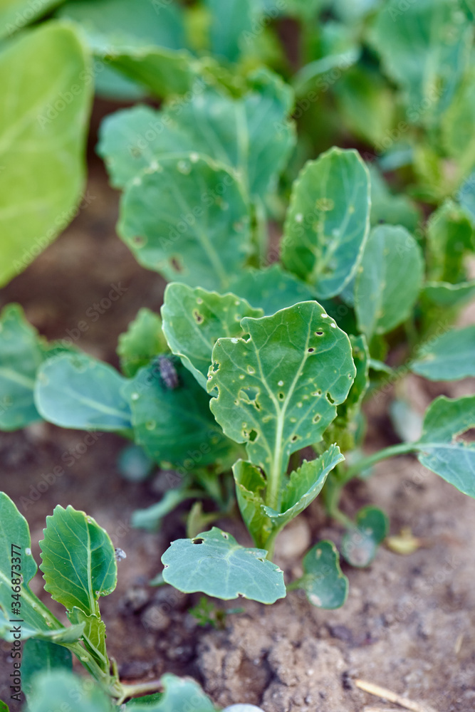 Row of diseased cabbage Row of diseased cabbage