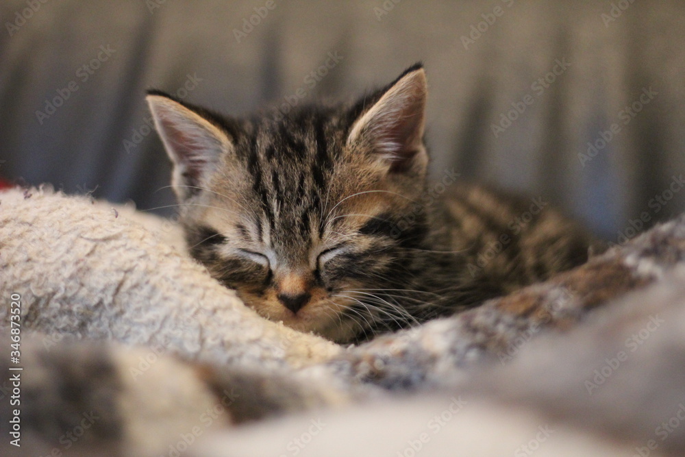 Kitten sleeping