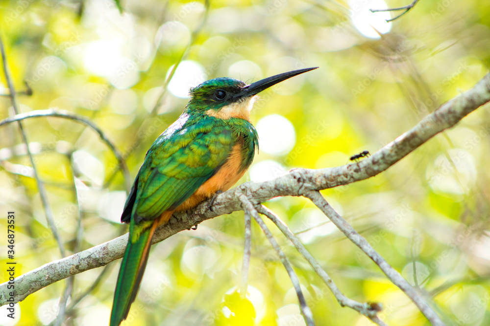 Fototapeta premium Ariramba de cauda ruiva, Galbula ruficauda. Rufous tailed Jacamar is a bird in the Galbulidae family.