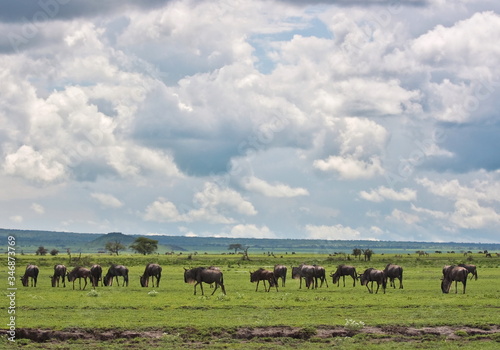 great migration of grazing wildebeests  on the boarder of Kenya and Tanzania savanna Serengeti and Masai mara  © Katya Tsvetkova 
