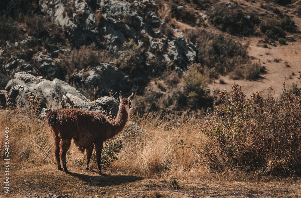 Fototapeta premium lhama in the wild peru