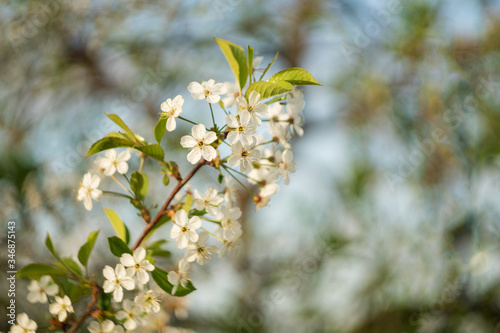 cherry blossom branch with white flowers closeup