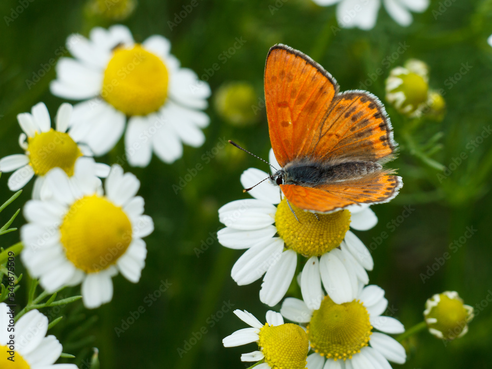 Close-up butterfly sitting on a chamomile flower. Close-up butterfly sitting on a chamomile flower.