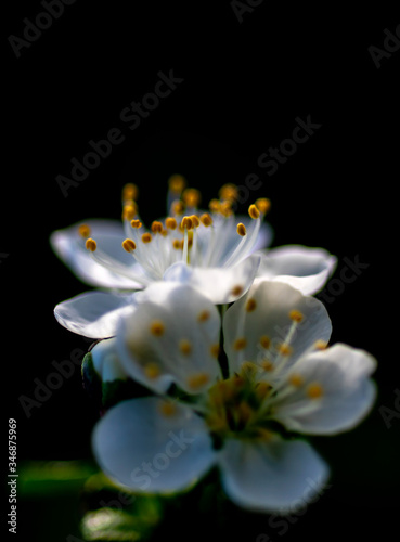 beautiful apricot flowers close up on a black background