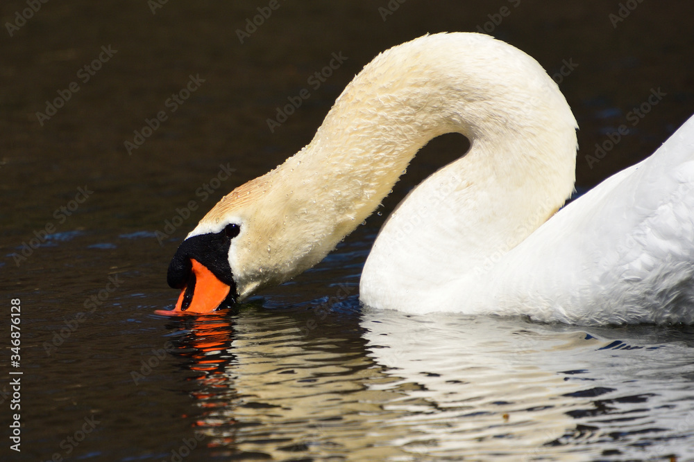 Obraz premium swan on the water