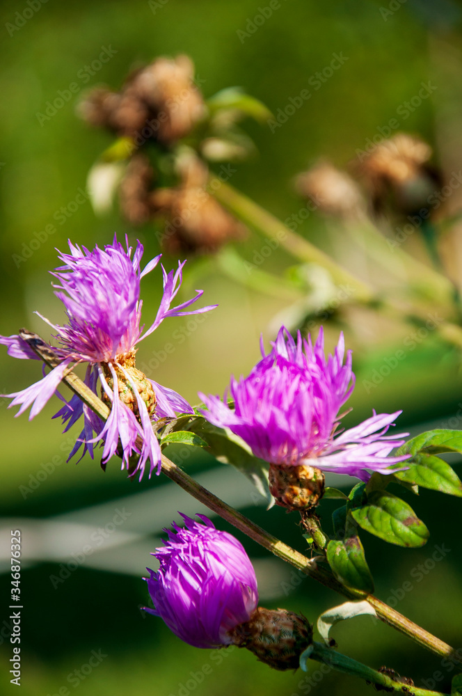 Meadow pink and purple flowers in the summer field. Live and dry. Opposites and contract. Nature landscape Meadow pink and purple flowers in the summer field. Live and dry. Opposites and contract. Nature landscape