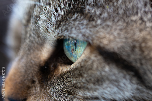 Close up tabby cat with melanoma in the eyes