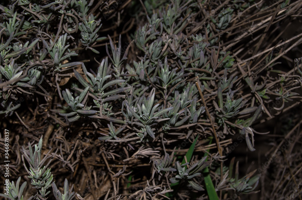 Photo of spring lavender in the dark