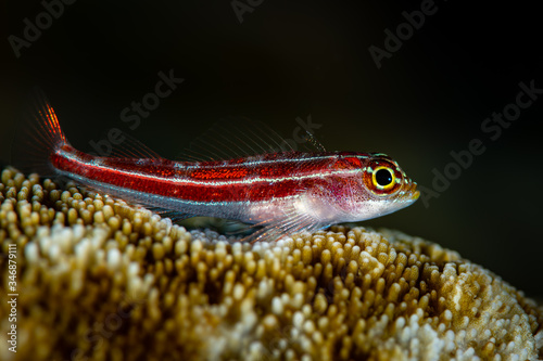 striped triplefin fish on coral