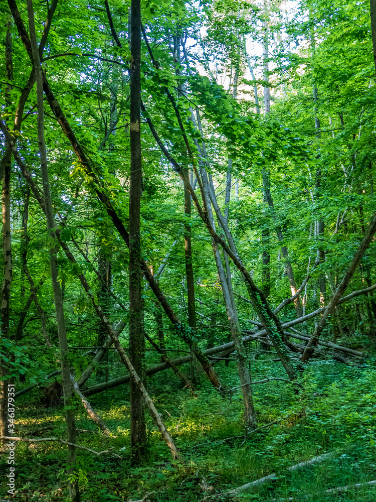 Entwurzelte und umgestürzte Bäume nach einem Sturm im Wald Entwurzelte und umgestürzte Bäume nach einem Sturm im Wald