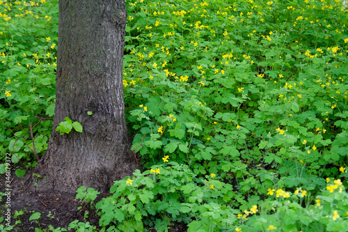 Fototapeta Naklejka Na Ścianę i Meble -  желтые весенние цветы