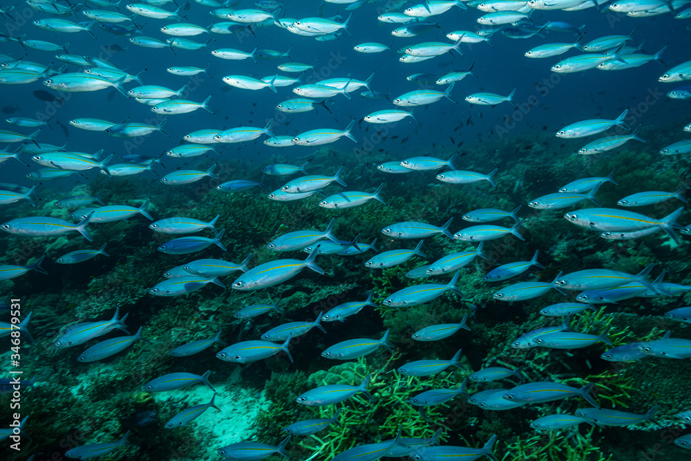 Fototapeta premium school of narrowstripe fusilier fish