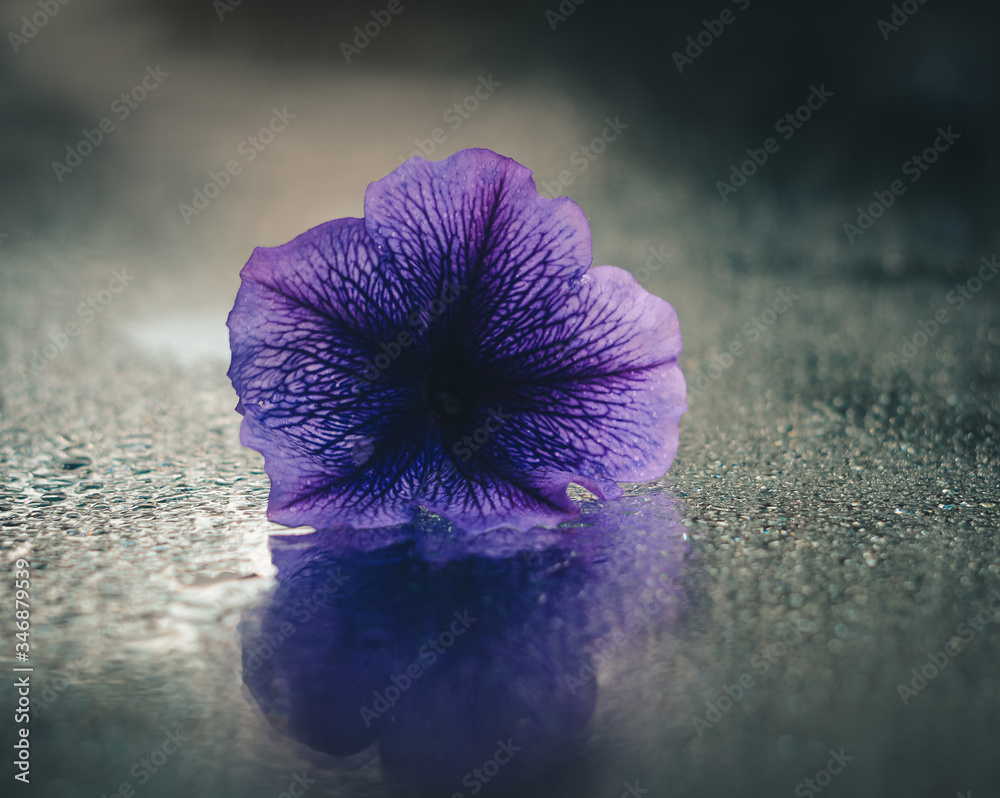purpleflower