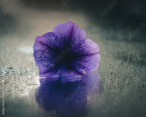 Obraz na płótnie purpleflower w salonie