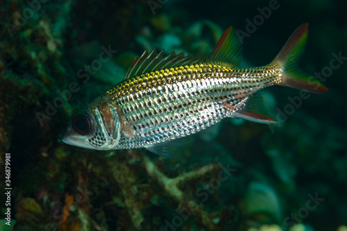spotfin squirrelfish fish on reef photo