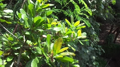 Wallpaper Mural The cashew tree (Anacardium occidentale) with natural background Torontodigital.ca