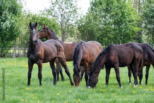 A herd of young stallions go to pasture for the first time on a sunny spring day. Blue sky. Galloping dressage and jumping horse stallions in a meadow. Breeding horses