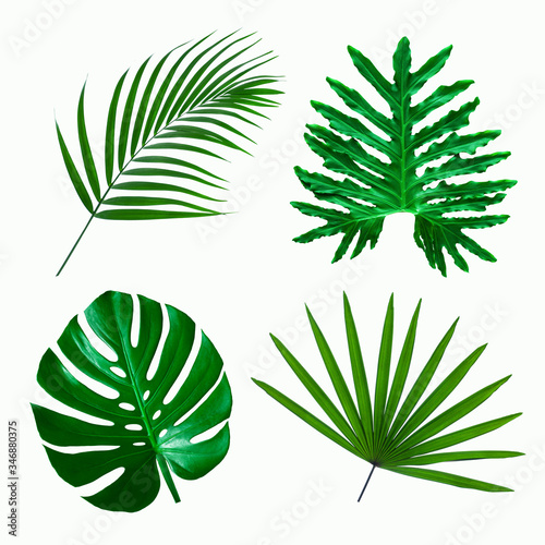 set of green monstera palm and tropical plant leaf on white background for design elements, Flat lay