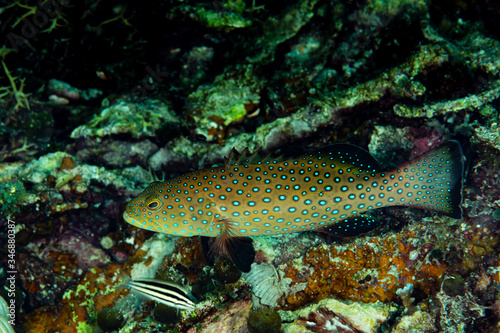 starry grouper fish on reef