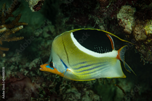 saddled butterflyfish fish on reef photo