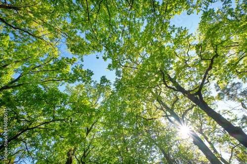 Look up into a beautiful green leaf canopy of high deciduous oak trees with lush foliage against clear blue sky with the sun. Seen in Germany in May.