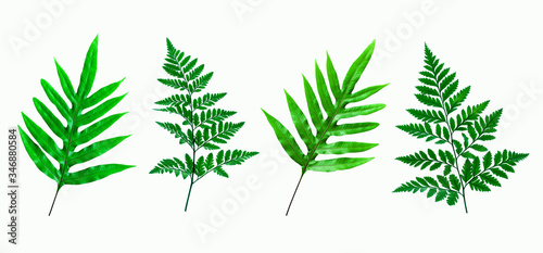 set of tropical fern leaf on white background for design elements  Flat lay
