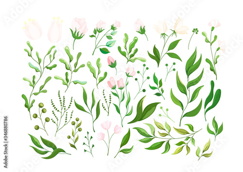 Plant elements of flowers, herbs, and leaves. Botanical set of flower elements , plants and flowers for design.
