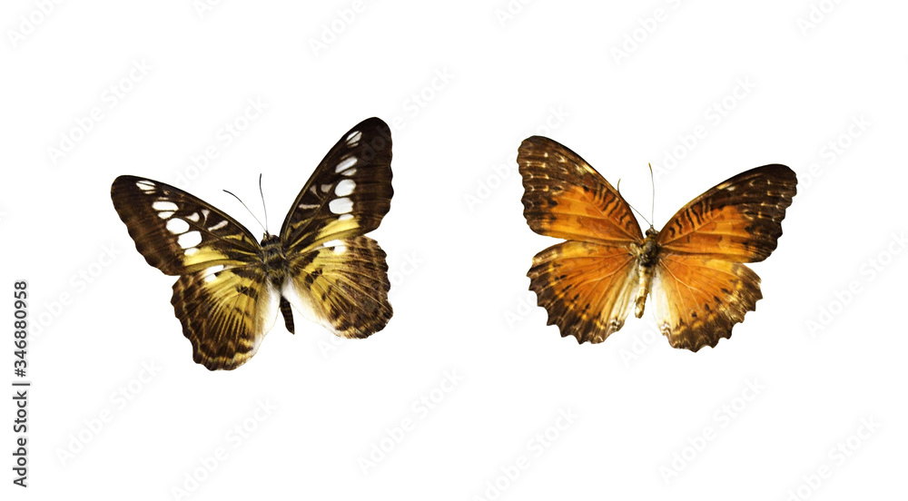 Set of butterflies Set of butterflies
