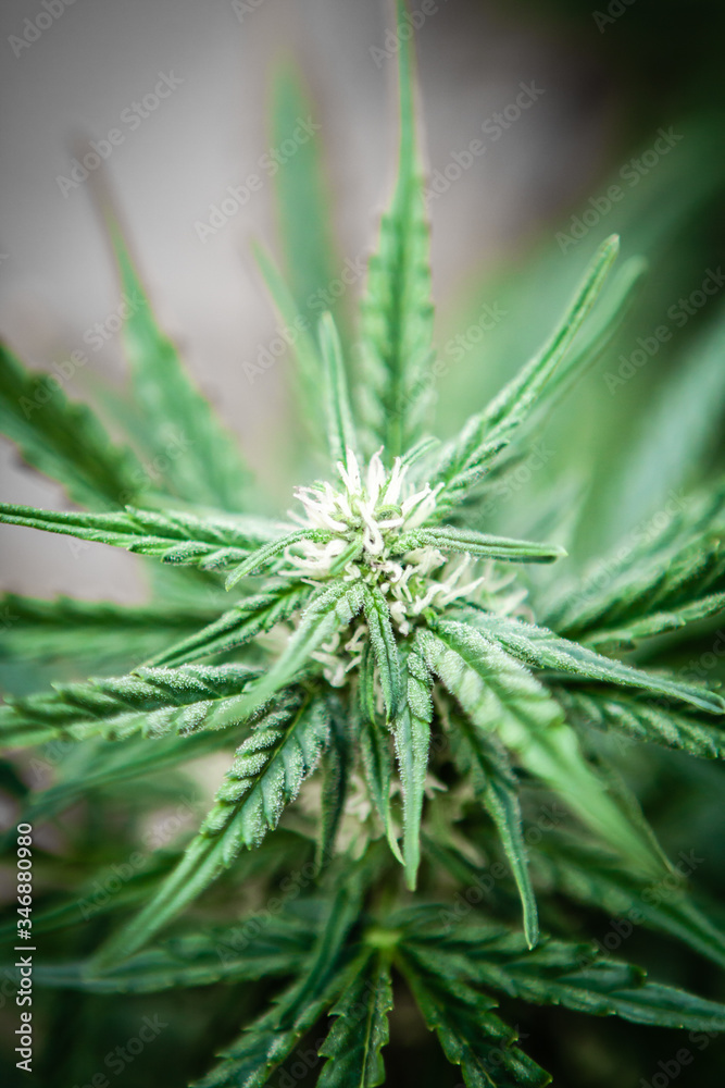 close up of marijuana cannabis plant close up of marijuana cannabis plant
